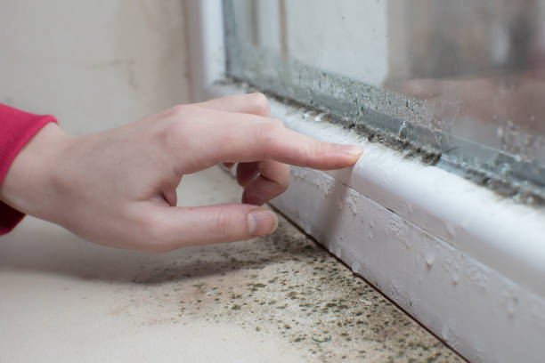 Best Mold Documentation for Insurance Claims  in Nth Plains, OR