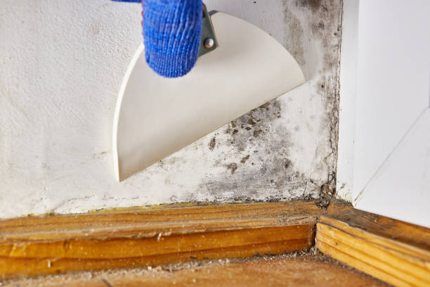 Best Basement Mold Removal  in Nth Plains, OR
