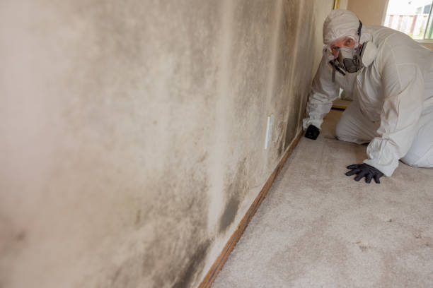 Best Asbestos and Lead Testing During Mold Inspection  in Nth Plains, OR